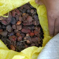 250کیلو خرما گاو یا گوسفندی