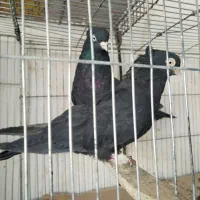 ماده زاغ ابادانی کلاهی لخت پا