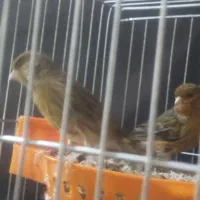 قناری سبز چمنی آماده|پرنده|اسفرورین, |دیوار