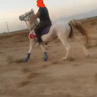 مادیان عرب