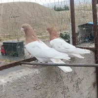 کله زرد نر