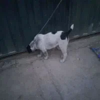 توله سگ الابای ۴ماهه