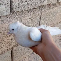 کبوتر|پرنده|طرهان, |دیوار