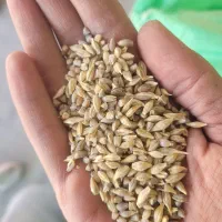 خوراک پرندگان به صورت عمده|لوازم جانبی حیوانات|اصفهان, قهجاورستان|دیوار