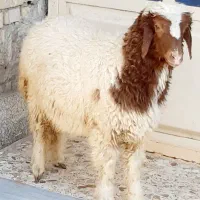 گوسفند‌یابره