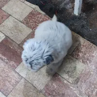 سگ مینیاتوری نر|سگ|سهند, |دیوار