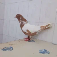 ابلغ افغانی هفت‌رنگ دم سفید کلاغ کربلایی