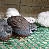 بلدرچین مینیاتوری