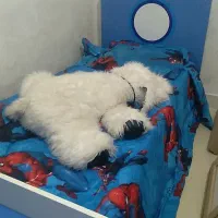 تخت وکمد|تخت و سرویس خواب|خمین, |دیوار