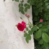 کد معرف بلو|کارت هدیه و تخفیف|سمنان, |دیوار