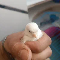 قناری نر و ماده سوپر