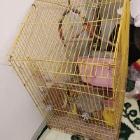 قفس پرنده|لوازم جانبی حیوانات|پردیس, فاز ۱۱|دیوار