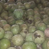 فروش گردو کهمان پوست کاغذی مغزسفید