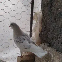 توضیحات را بخوانید مشکلی نبود تماس بگیرید.