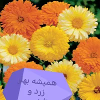 بذرگل|گل و گیاه طبیعی|شنبه و طسوج, |دیوار