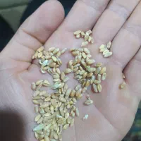 گندم دامی قرمز