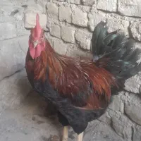 خروس|حیوانات مزرعه|مشهد, ویلاشهر|دیوار