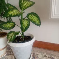 گل طبیعی سرحال