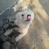 سگ شیتزو10ماهه|سگ|رشت, بازار|دیوار