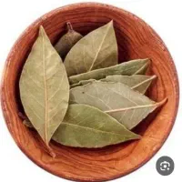 برگ بو