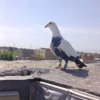 کفتر سینه مشهدی نر.چناران