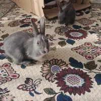 بچه خرگوش بغلی وآروم|موش و خرگوش|بانه, |دیوار