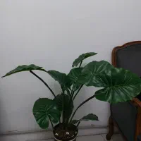 درختچه مصنوعی|گل مصنوعی|کرج, کمال‌شهر|دیوار