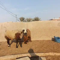 دوعد گوسفند ماده ابستن درشادگان