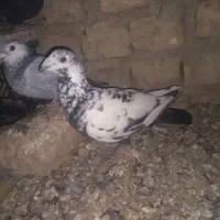 سینه مشهدی عطیقه