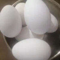 تخم غاز  و قوغاز