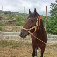 اسب تمام یورقه نرون