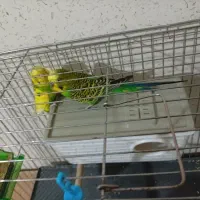 مرغ عشق گریدA