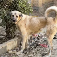 سگ عراقی کردی پژدر سراب