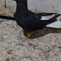 کبوتر دمسفید اشعل