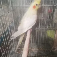 سه عدد عروس هلندی بالغ