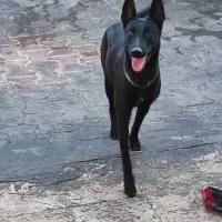 مالینیوز بلک|سگ|خمیر, |دیوار