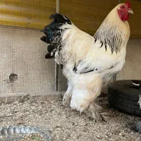 تخم نطفه دار برهما