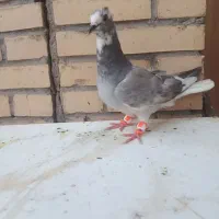 دوتا جونه نر پرشی دونه ۲۵۰