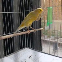 قناری نر سوپری