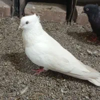 کفتر سفید چشم سفید