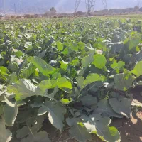 سر و خود شلغم