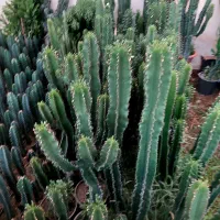 گل و گیاه کاکتوس وآپارتمانی