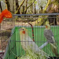 عروس جفت|پرنده|رشت, کوی مهر|دیوار