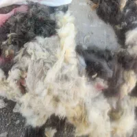 پشم گوسفند