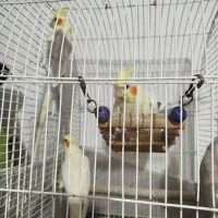 عروس هلندی پرورش خونگی نر و ماده،سخنگو|پرنده|رشت, حمیدیان|دیوار