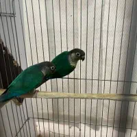 جفت تراکوییس نرمال