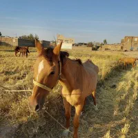 فروش مادیون