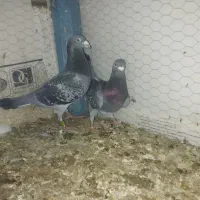 جفت نروماده مگس با جوجه