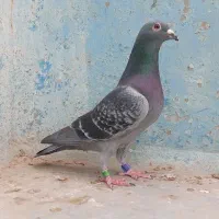 پلاکی عراق مسابقاتی درجه یک|پرنده|اهواز, کمپلو شمالی|دیوار