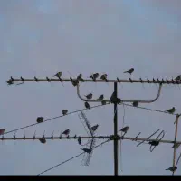 نصاب آنتن و تنظیم آنتن ونصب آنتن مرکزی